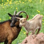 Openbaar Ministerie moet geitenhouder vervolgen na Q-koortsbesmettingen